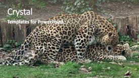  Presentation with sex - PPT theme enhanced with turkmenistan - persian leopards panthera pardus saxicolor background and a gray colored foreground