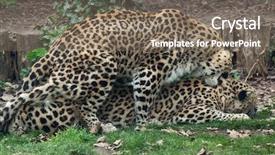  Presentation with sex - Cool new presentation theme with turkmenistan - persian leopards panthera pardus saxicolor backdrop and a gray colored foreground