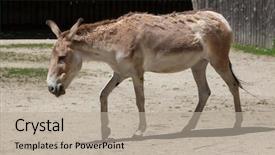  Presentation with persian - PPT theme featuring turkmenistan - persian onager equus hemionus onager background and a mint green colored foreground
