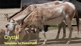  Presentation with persian - PPT layouts enhanced with turkmenistan - persian onager equus hemionus onager background and a tawny brown colored foreground