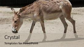  Presentation with persian - Slide set having turkmenistan - persian onager equus hemionus onager background and a mint green colored foreground