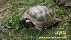  Presentation with tortoise - PPT theme having turkmenistan - russian tortoise agrionemys horsfieldii also background and a  colored foreground