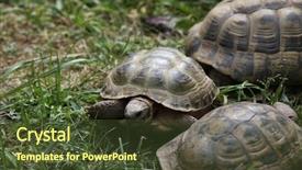  Presentation with tortoise - Presentation theme featuring turkmenistan - russian tortoise agrionemys horsfieldii also background and a  colored foreground