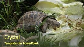  Presentation with tortoise - PPT layouts featuring turkmenistan - russian tortoise agrionemys horsfieldii also background and a tawny brown colored foreground