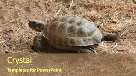  Presentation with tortoise - Colorful presentation theme enhanced with turkmenistan - russian tortoise agrionemys horsfieldii also backdrop and a tawny brown colored foreground