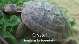  Presentation with tortoise - Beautiful presentation theme featuring turkmenistan - russian tortoise agrionemys horsfieldii also backdrop and a dark gray colored foreground