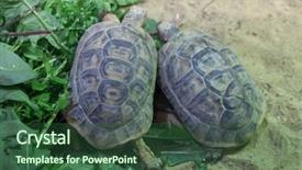  Presentation with tortoise - Cool new PPT layouts with turkmenistan - russian tortoise agrionemys horsfieldii also backdrop and a ocean colored foreground