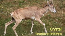  Presentation with underwater wild nature sea life - Colorful theme enhanced with turkmenistan - transcaspian urial ovis orientalis arkal backdrop and a  colored foreground