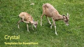  Presentation with animal - Amazing slides having turkmenistan - transcaspian urial ovis orientalis arkal backdrop and a  colored foreground