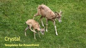  Presentation with underwater wild nature sea life - Amazing PPT theme having turkmenistan - transcaspian urial ovis orientalis arkal backdrop and a  colored foreground
