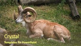  Presentation with underwater wild nature sea life - Presentation design with turkmenistan - transcaspian urial ovis orientalis arkal background and a  colored foreground