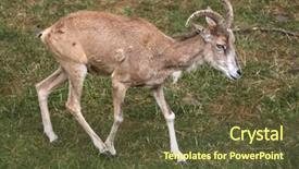  Presentation with animal - PPT theme having turkmenistan - transcaspian urial ovis orientalis arkal background and a  colored foreground