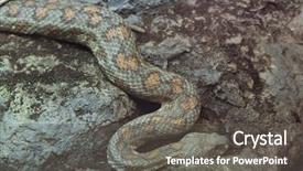  Presentation with animal - Slides consisting of turkmenistan - turan blunt-nosed viper macrovipera lebetina background and a gray colored foreground