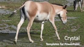  Presentation with underwater wild nature sea life - Colorful PPT layouts enhanced with turkmenistan - turkmenian kulan equus hemionus kulan backdrop and a  colored foreground