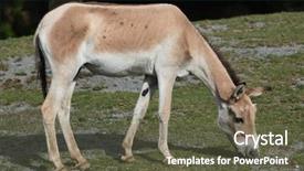  Presentation with underwater wild nature sea life - Amazing slide deck having turkmenistan - turkmenian kulan equus hemionus kulan backdrop and a tawny brown colored foreground