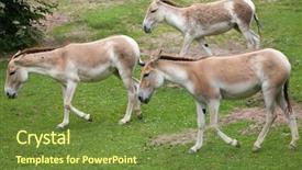  Presentation with safari park beautiful wildlife animal - Cool new presentation theme with turkmenistan - turkmenian kulan equus hemionus kulan backdrop and a tawny brown colored foreground