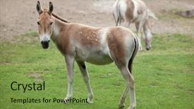  Presentation with wildlife - Audience pleasing theme consisting of turkmenistan - turkmenian kulan equus hemionus kulan backdrop and a  colored foreground