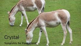  Presentation with animal - Audience pleasing slides consisting of turkmenistan - turkmenian kulan equus hemionus kulan backdrop and a  colored foreground