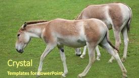 Presentation with safari park beautiful wildlife animal - Audience pleasing PPT theme consisting of turkmenistan - turkmenian kulan equus hemionus kulan backdrop and a  colored foreground