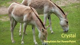  Presentation with wildlife - PPT layouts enhanced with turkmenistan - turkmenian kulan equus hemionus kulan background and a tawny brown colored foreground