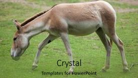  Presentation with wildlife - Cool new slides with turkmenistan - turkmenian kulan equus hemionus kulan backdrop and a  colored foreground