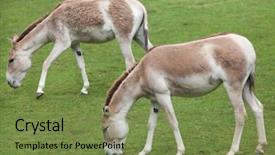  Presentation with wildlife - Slides featuring turkmenistan - turkmenian kulan equus hemionus kulan background and a  colored foreground