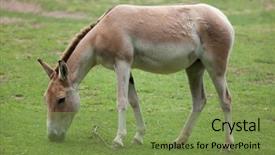  Presentation with wildlife - Audience pleasing presentation theme consisting of turkmenistan - turkmenian kulan equus hemionus kulan backdrop and a seafoam green colored foreground