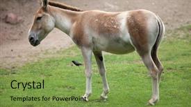  Presentation with safari park beautiful wildlife animal - Beautiful presentation theme featuring turkmenistan - turkmenian kulan equus hemionus kulan backdrop and a  colored foreground