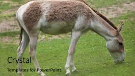  Presentation with wildlife - Cool new theme with turkmenistan - turkmenian kulan equus hemionus kulan backdrop and a  colored foreground