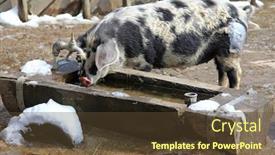  Presentation with pig - Cool new PPT layouts with turopolje pigs turopolje schwein - european pig drinking water from a wooden trough backdrop and a tawny brown colored foreground