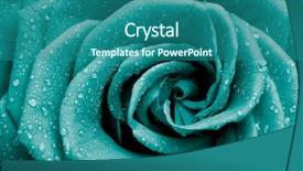  Presentation with turquoise - Cool new PPT layouts with turquoise - close up of rose petals backdrop and a ocean colored foreground