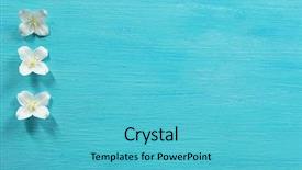  Presentation with jasmine - Amazing theme having turquoise - fresh jasmine flowers on wooden backdrop and a teal colored foreground