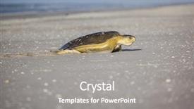  Presentation with australia - Beautiful PPT theme featuring turtle at 80 mile beach in australia backdrop and a gray colored foreground