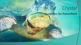  Presentation with sri lanka - Colorful presentation theme enhanced with bottom snorkeling indian ocean - turtle at hikkaduwa beach sri backdrop and a cyan colored foreground