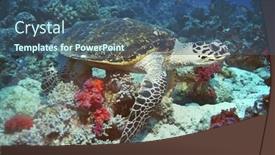  Presentation with turtle - PPT theme having turtle at the bottom of the ocean background and a ocean colored foreground