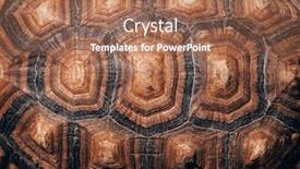  Presentation with turtle - Amazing presentation design having turtle-back-shell-background-texture backdrop and a coral colored foreground