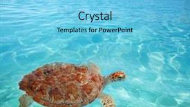  Presentation with cancun - Slide deck with turtle caribbean sea surface cancun background and a light blue colored foreground