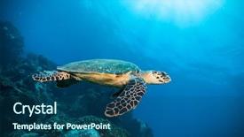  Presentation with indian democracy - Slide deck with turtle flowing in indian ocean background and a ocean colored foreground