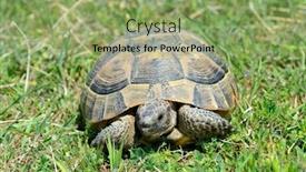  Presentation with turtle - Audience pleasing PPT layouts consisting of turtle-in-the-grass backdrop and a seafoam green colored foreground