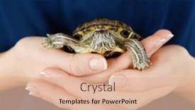  Presentation with turtle - Beautiful slide deck featuring turtle in woman hands close up backdrop and a lemonade colored foreground