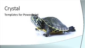  Presentation with turtle - Presentation theme with turtle-isolated-on-white background and a  colored foreground