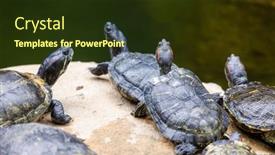  Presentation with turtle - PPT theme having turtle-lying-on-rock-over background and a  colored foreground