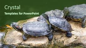  Presentation with turtle - PPT theme having turtle-lying-on-rock-over background and a tawny brown colored foreground