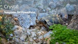  Presentation with rock stone - Theme with turtle-on-the-rock-stone background and a seafoam green colored foreground
