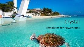  Presentation with maya - Colorful PPT layouts enhanced with turtle photomount in riviera maya backdrop and a teal colored foreground