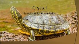  Presentation with turtle - Theme enhanced with  background and a  colored foreground