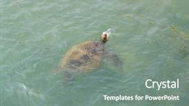  Presentation with swim - Amazing theme having endangered corals - turtle swim in sea backdrop and a gray colored foreground