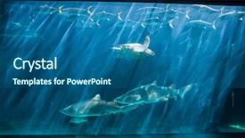  Presentation with fish turtle - Presentation design having fish tank at the aquarium background and a ocean colored foreground