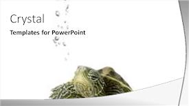  Presentation with turtle - Presentation theme enhanced with turtle-swimming-in-front background and a white colored foreground