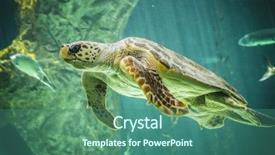  Presentation with sea animals - PPT theme having turtle swimming under the sea background and a ocean colored foreground